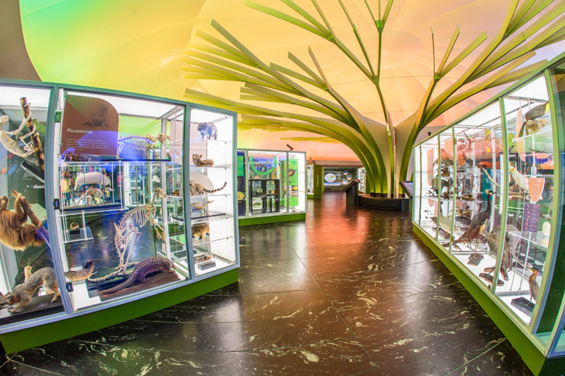 Se prepara Museo de Historia Natural y Cultura Ambiental para reapertura gradual