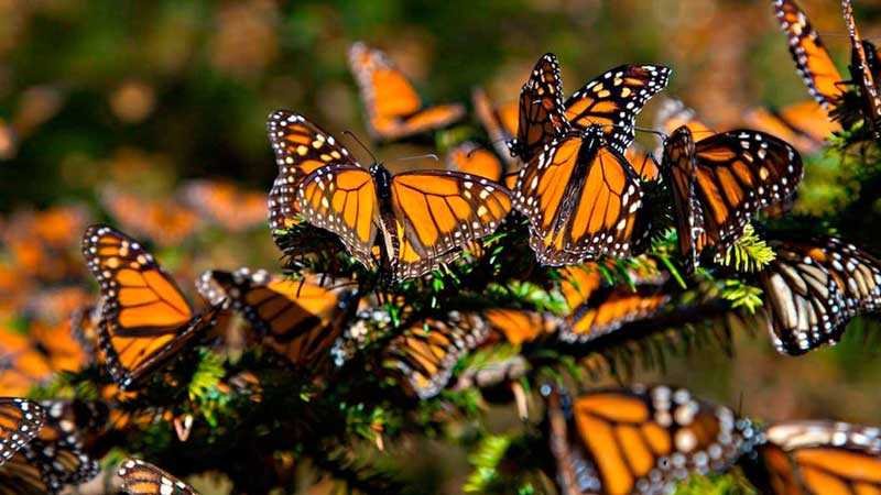 Vehículos cortan vuelo de mariposa monarca