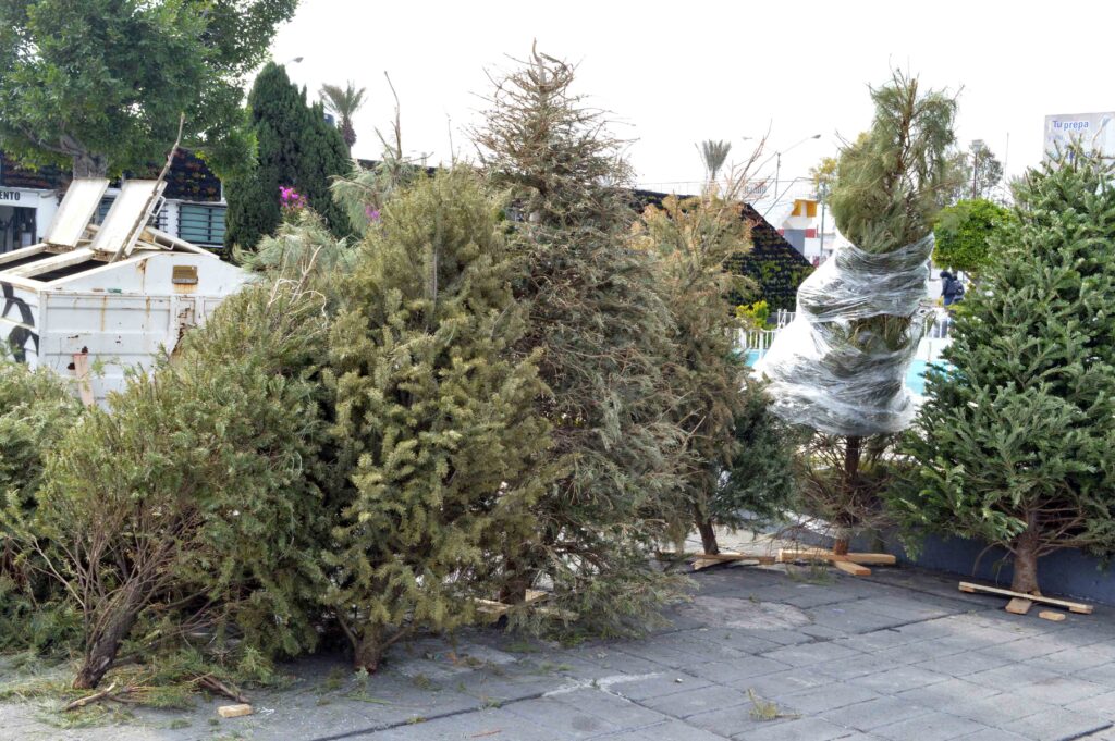 Convoca alcalde Juan Hugo de la Rosa a reciclar árboles de navidad en Neza