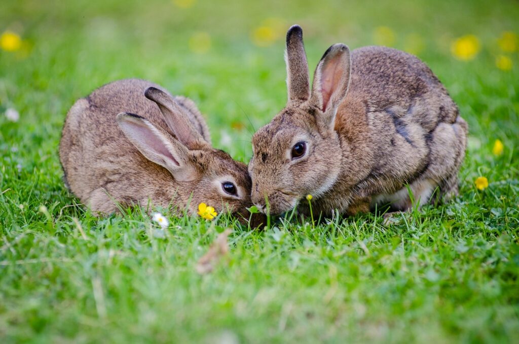 Inició Agricultura vacunación a conejos en zonas afectadas por enfermedad viral