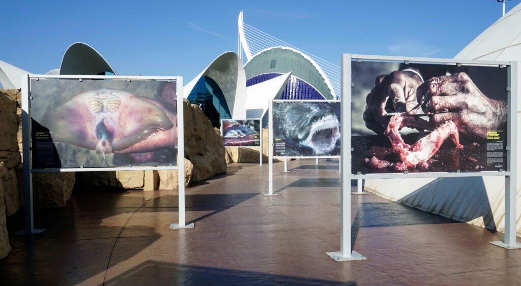 Expone estudiante politécnico obra fotográfica a favor de los tiburones en Europa