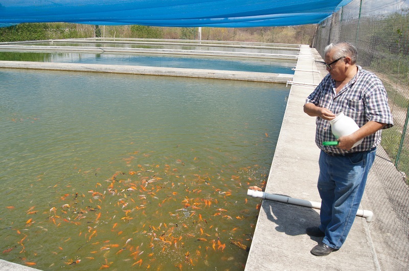 Produce México más de 20 millones de peces de ornato al año en 250 unidades acuícolas