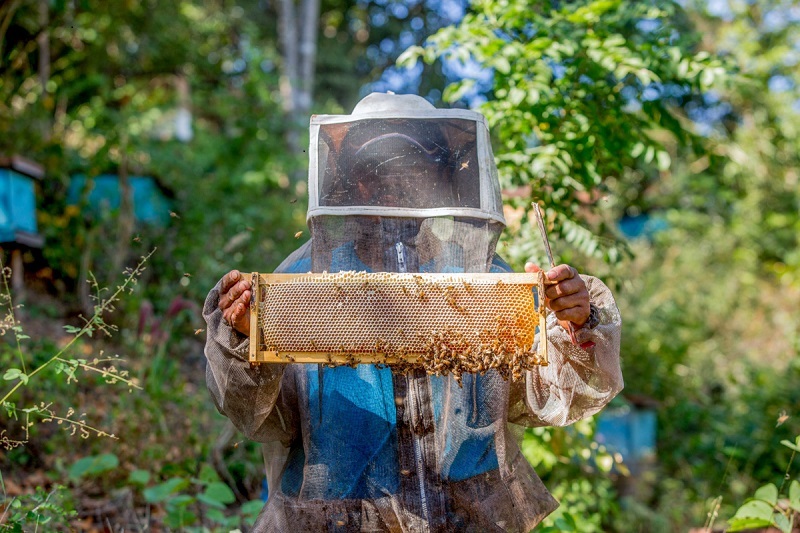 Reduce Agricultura impacto negativo de la africanización de las abejas en el país