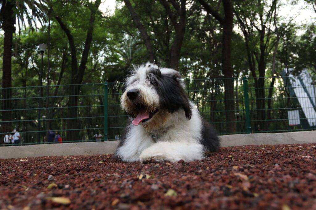 Parque España estrena área canina