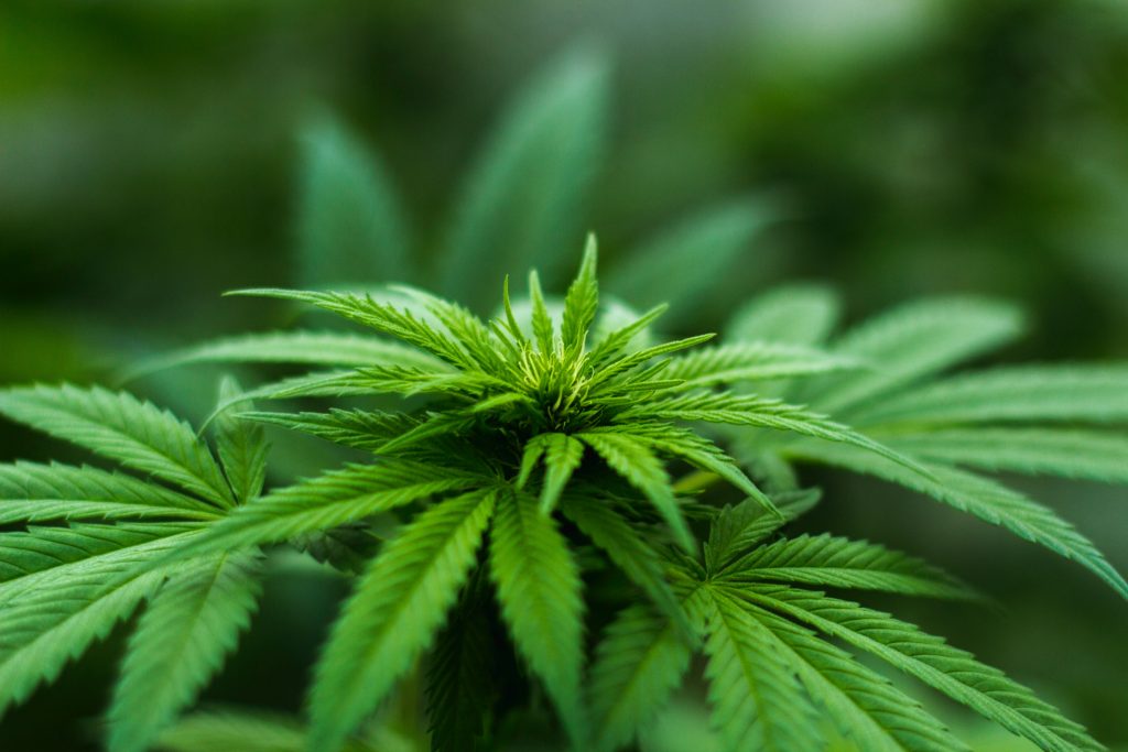 Avanza regulación de cannabis con cambios propuestos por la colegisladora