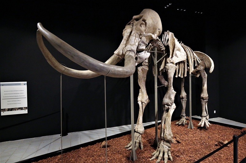Exhiben mamut de Ecatepec en Museo de Antropología e Historia