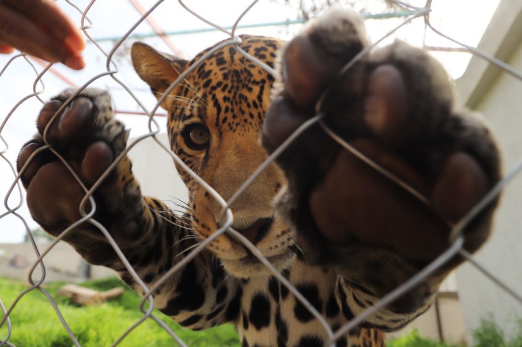 Inauguran Ecatepec hábitat para la preservación del jaguar mexicano