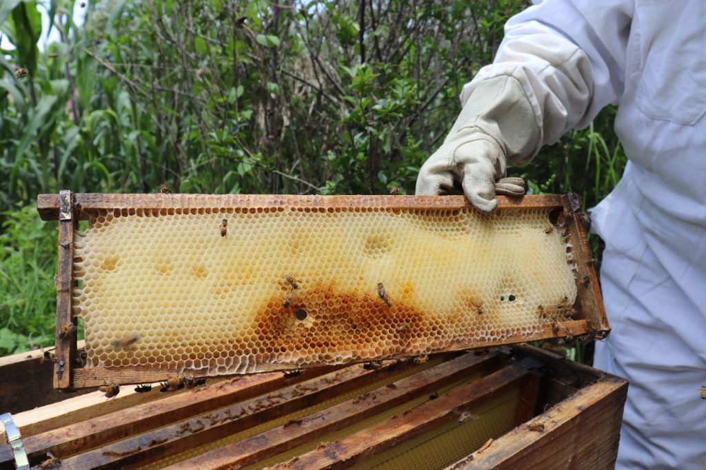 Desarrolla apicultora de Xochimilco parches para acelerar cicatrización
