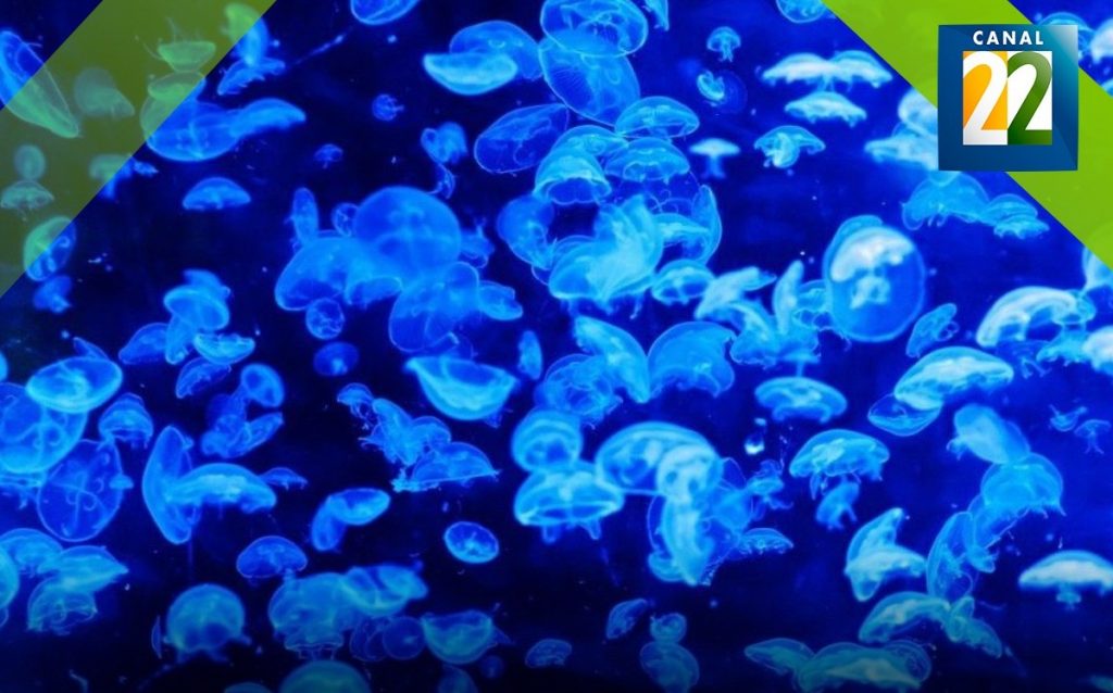 Acuario Kamo. El regalo de las medusas