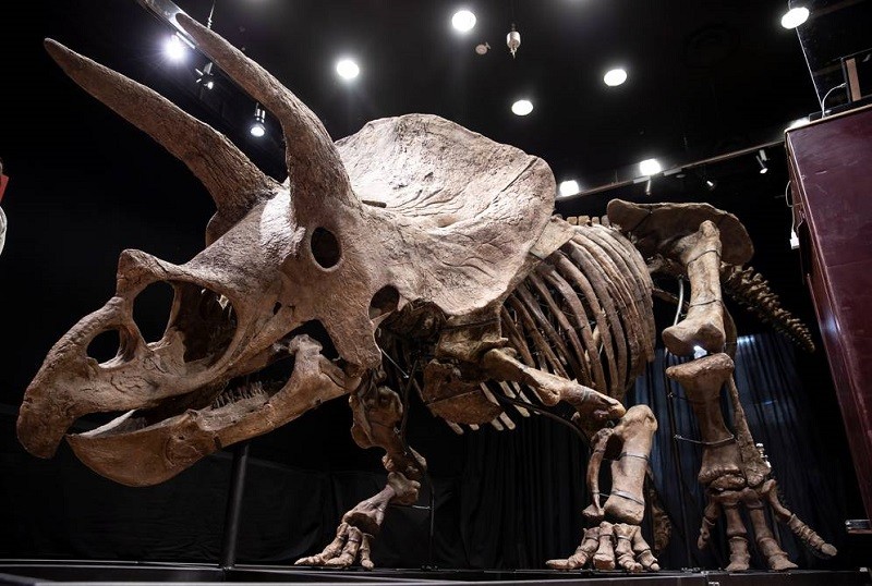 Subastan en 7.7 mdd el esqueleto de triceratops más grande del mundo