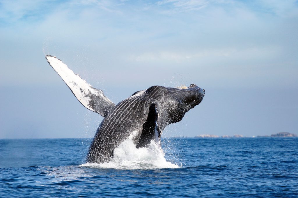 Avistamiento de ballenas, una experiencia única en Riviera Nayarit