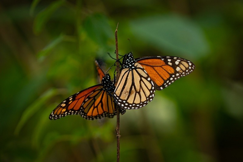 Alistan reapertura de los santuarios de la mariposa monarca
