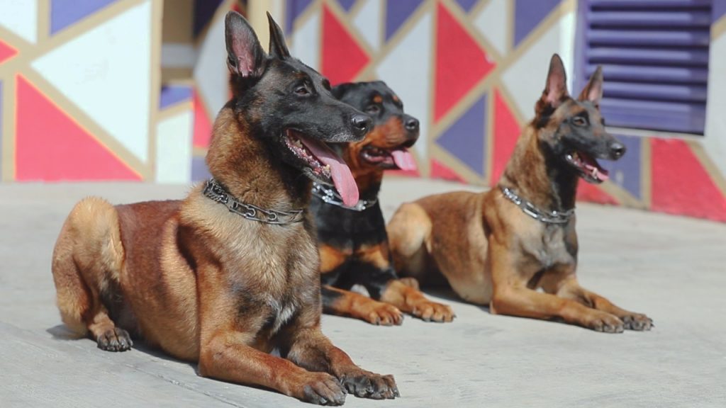 Inicia Tlalpan programa piloto para  perros afectados por la pirotecnia