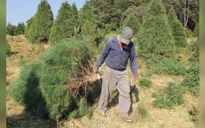 En V. Carranza inicia programa «árbol por árbol» para reciclar los árboles de Navidad