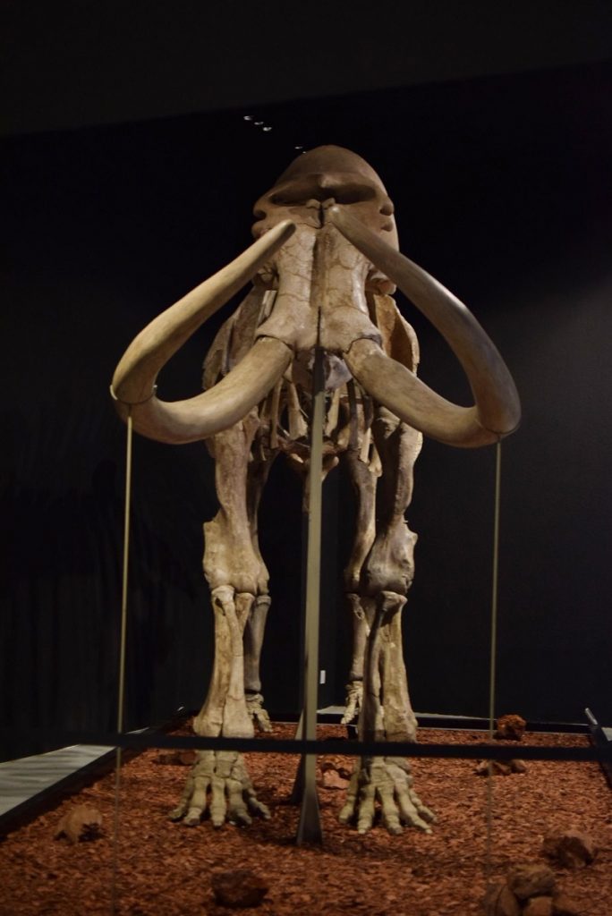 Invita Museo de Antropología e Historia a Conocer al Mamut de más de 10 Mil 500 Años de Antigüedad