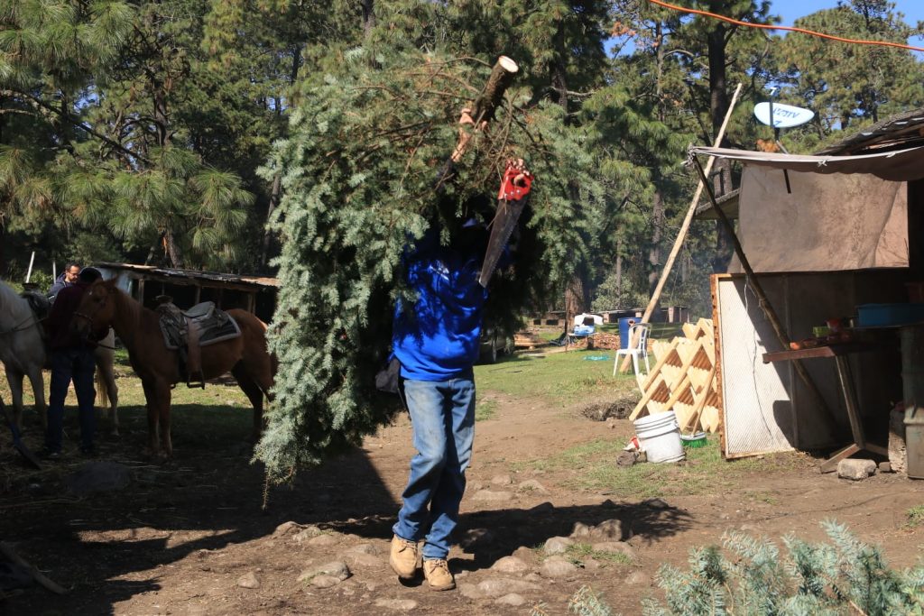 Abren centros de recolección de árboles navideños en Tlalpan