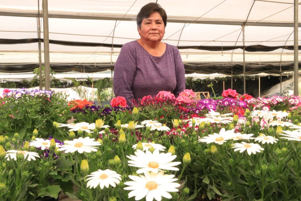 Celebrarán en Tlalpan el Día del amor y la amistad con flores y boleros