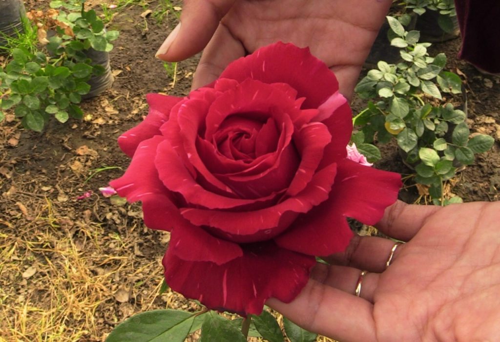 Rosas cultivo de rosas en Xochimilco, el infaltable del Día del amor y la amistad