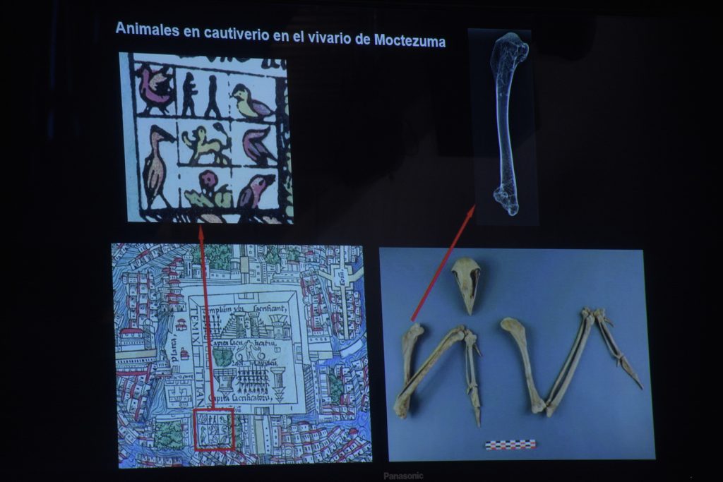 Detallan el simbolismo de los animales sacrificados y ataviados como dioses en Tenochtitlan