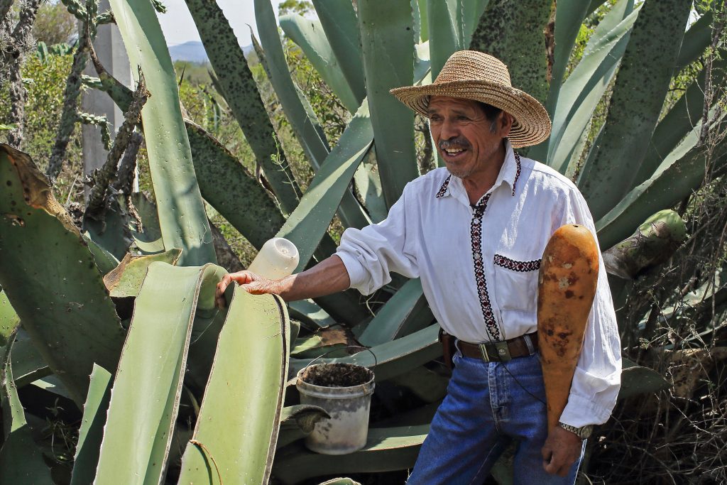 Analizan paralelismos entre bebidas ancestrales de México y Ecuador