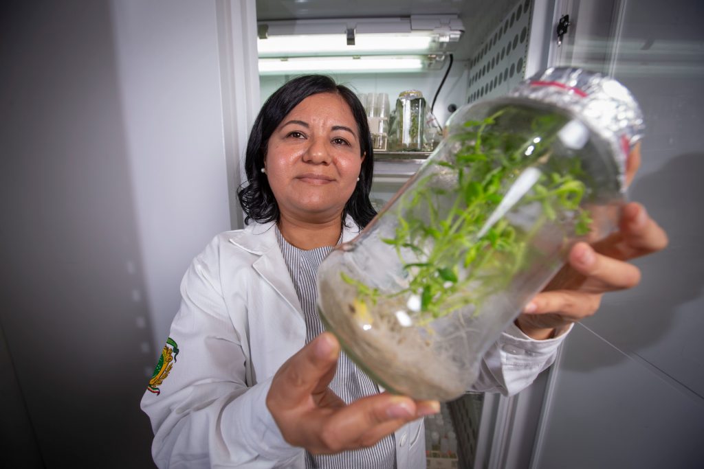 Mujeres en la ciencia: Leticia Buendía González, investigadora de la UAEMéx, cultiva plantas in vitro para tratar el cáncer cervicouterino y de pulmón
