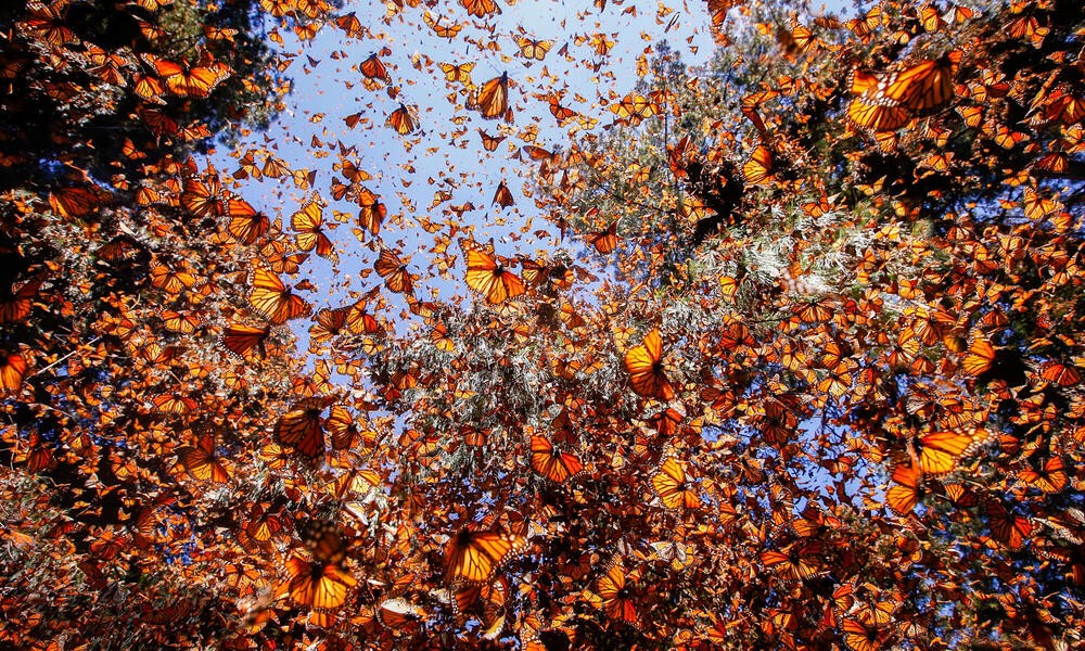 Mariposa Monarca ingresa a lista roja de especies en peligro de extinción