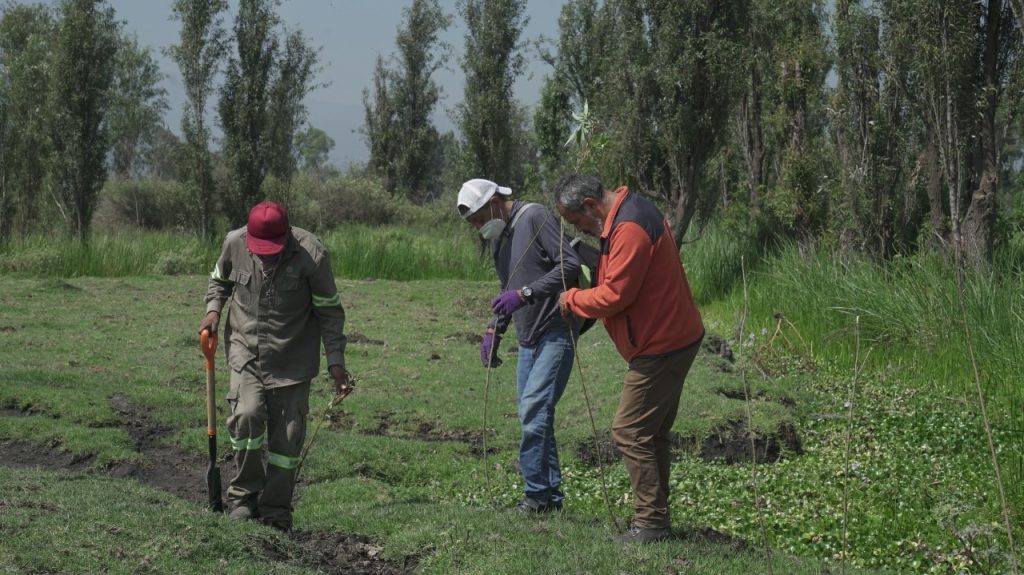 Reforestan en Xochimilco la zona chinampera