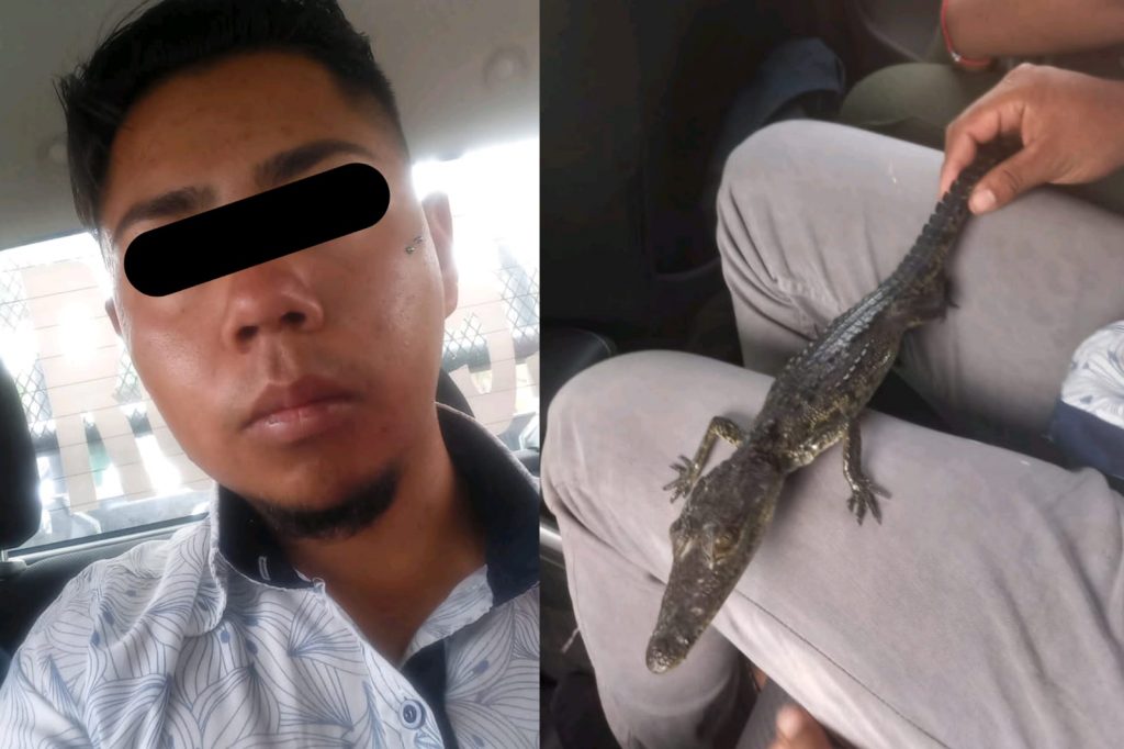Brigada de Vigilancia Ambiental de Ecatepec rescata una cría de cocodrilo y una tortuga de pantano; hay un detenido