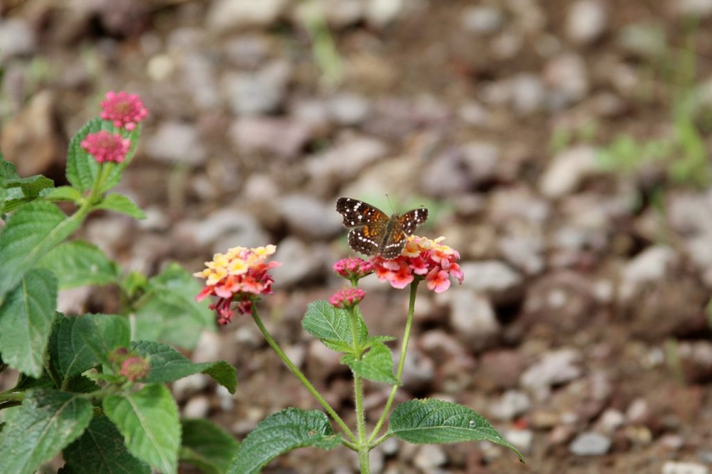 Crea Ecatepec jardín de polinizadores para preservar abejas, mariposas y colibríes en la Sierra de Guadalupe
