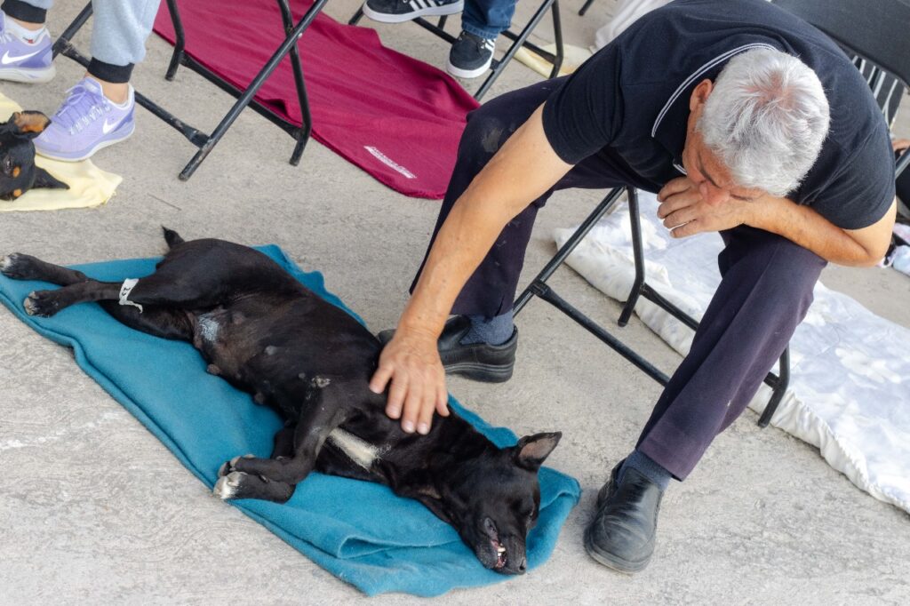 Gobiernos de Chimalhuacán y Edo. Mex. realizan jornada de esterilización canina y felina en Corte San Pablo
