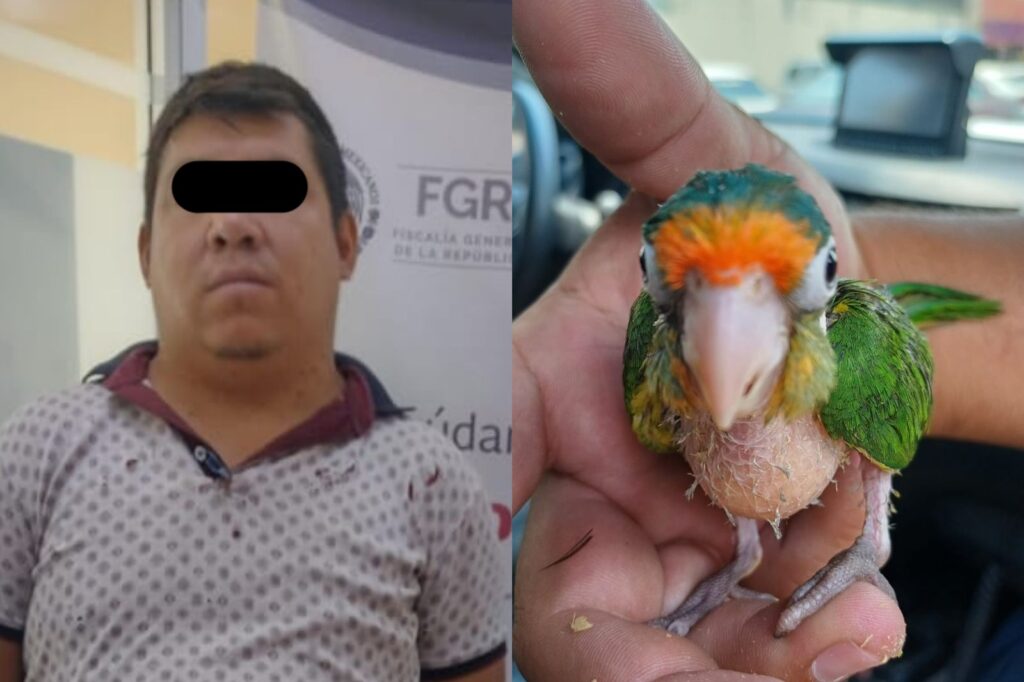 Policía de Ecatepec detiene a presunto traficante de aves exóticas