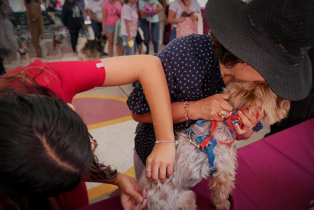 Tlalpan establece precedente al firmar convenio con la FGJCDMX en materia de maltrato animal