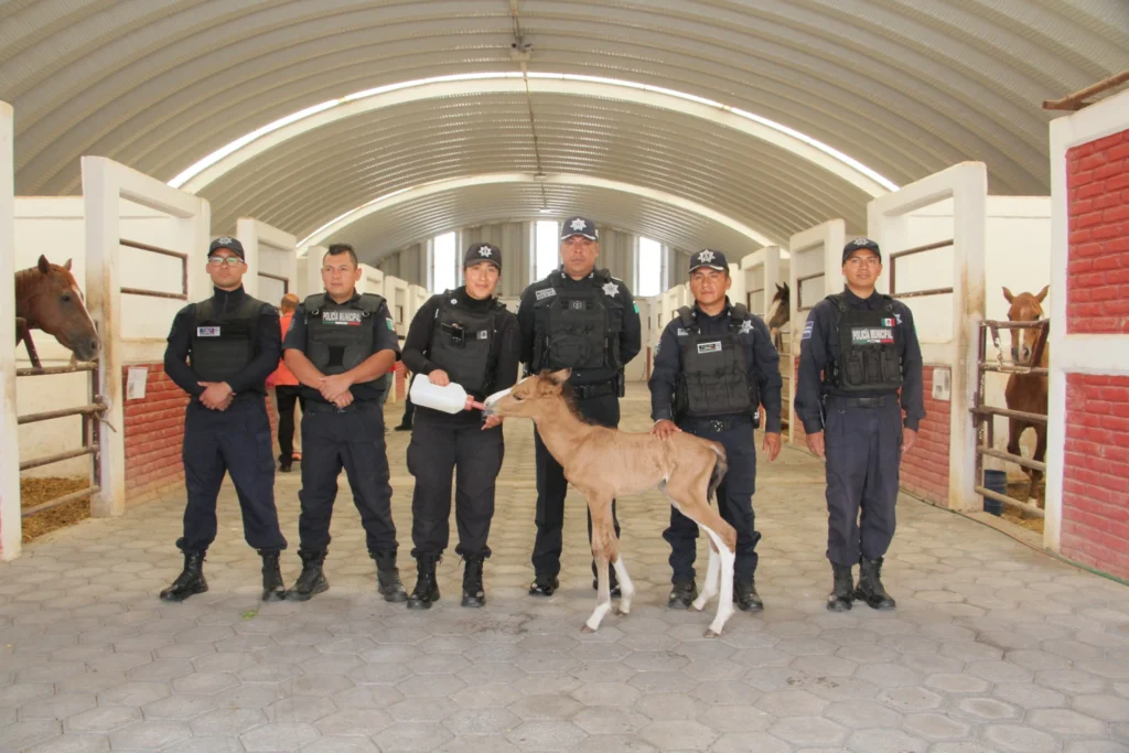 Rescata policía de Ecatepec a potrillo abandonado en Sierra de Guadalupe
