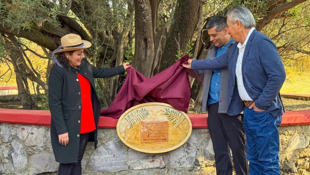 Tláhuac resguarda árbol de olivo con más de 500 años de historia