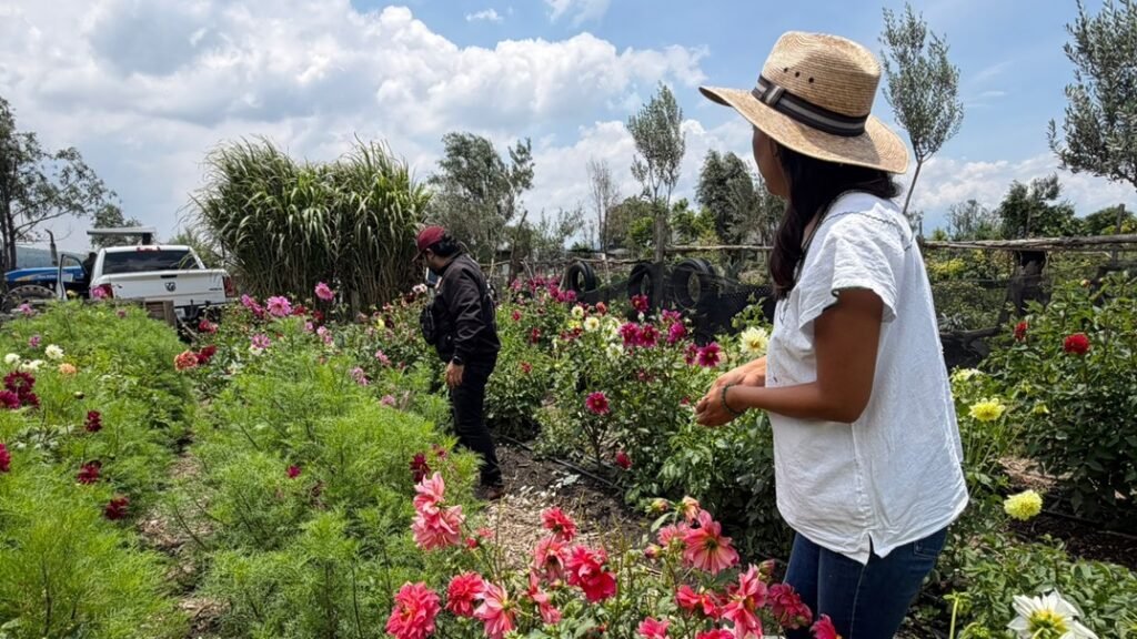 La Alcaldesa de Tláhuac, Berenice Hernández Calderón, destacó que la producción rural en la demarcación fortalece la economía, fomenta el emprendimiento y contribuye al sustento de miles de familias.
