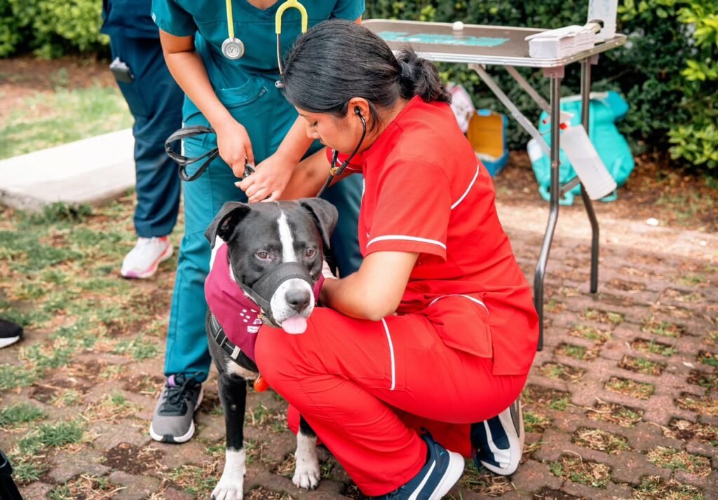 Tlalpan supera 78 mil atenciones de bienestar animal; Gaby Osorio anuncia segunda clínica veterinaria pública