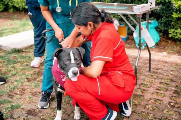 Tlalpan supera 78 mil atenciones de Bienestar Animal; Gaby Osorio anuncia segunda clínica veterinaria pública