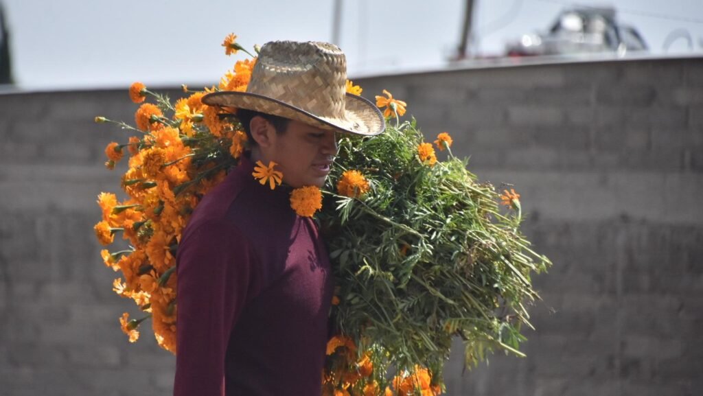 Tláhuac destaca por el cultivo de flor de cempasúchil a cielo abierto
