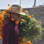 Tláhuac destaca por el cultivo de flor de cempasúchil a cielo abierto